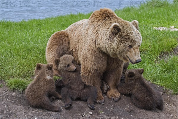 Eurasian brown bear