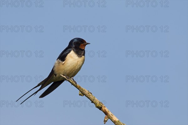 Barn swallow