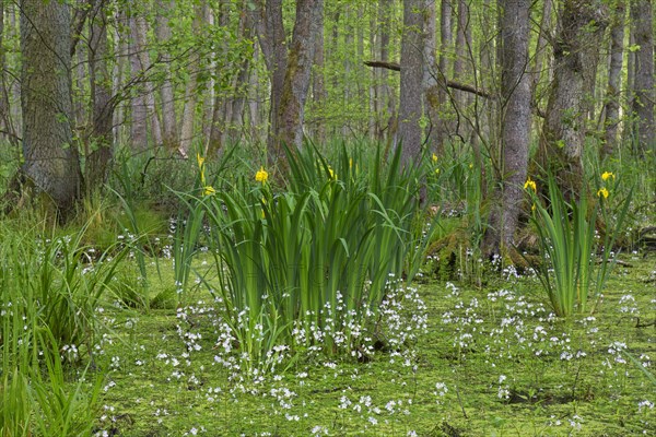 Alder carr showing black alder trees and aquatic plants like yellow flag