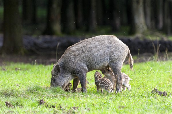 Wild boar