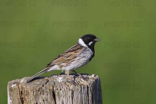 Common reed bunting