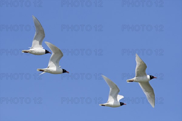 Four adult Mediterranean gulls