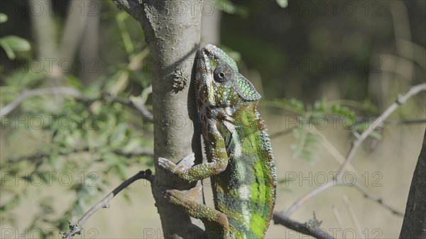 Green chameleon going up tree trunk on sunny day. Panther chameleon