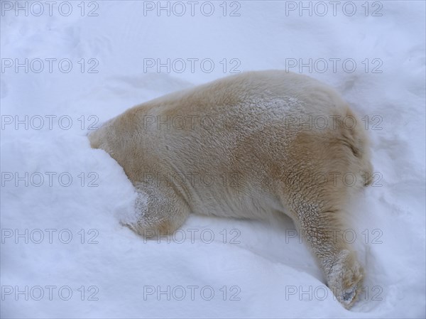 Polar bear