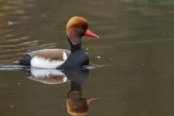 Red-crested pochard