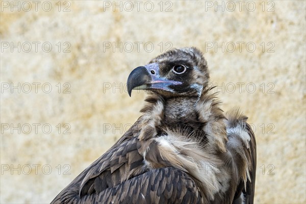 Cinereous vulture