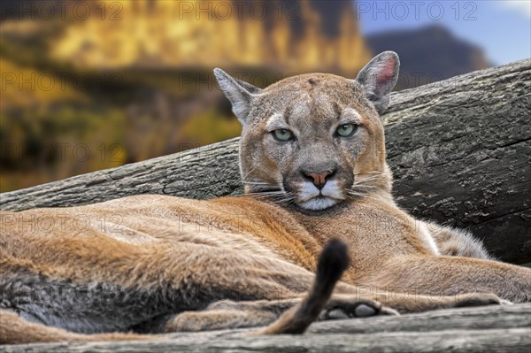 Close-up portrait of cougar