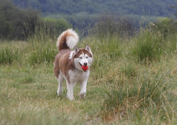 Siberian Husky