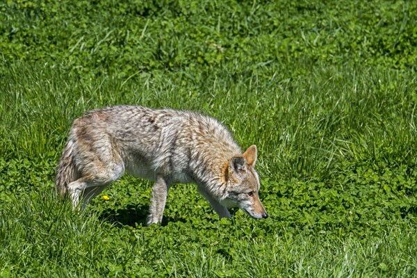 Coyote