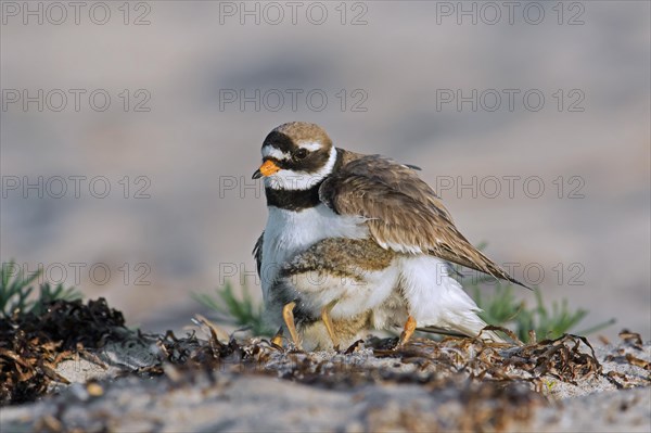 Common ringed plover