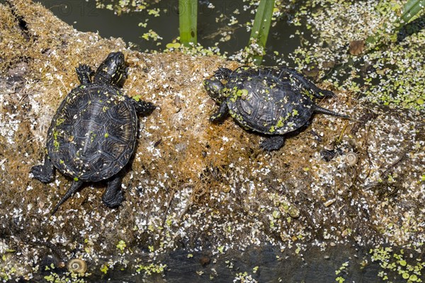 Two European pond turtle