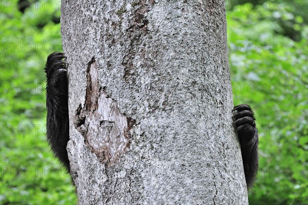 Close-up of claws from European Brown bear