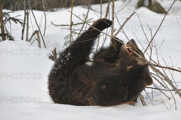 Two-year-old Eurasian brown bear