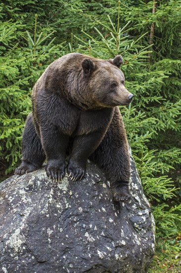 Eurasian brown bear