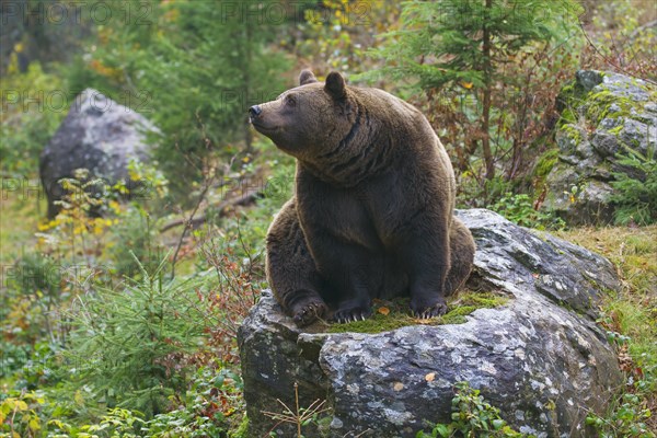 European brown bear