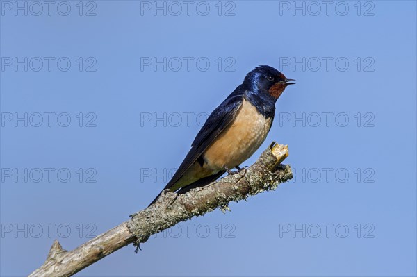 Barn swallow