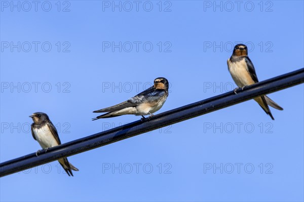 Three barn swallows