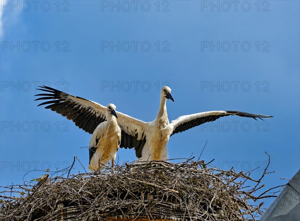 White storks