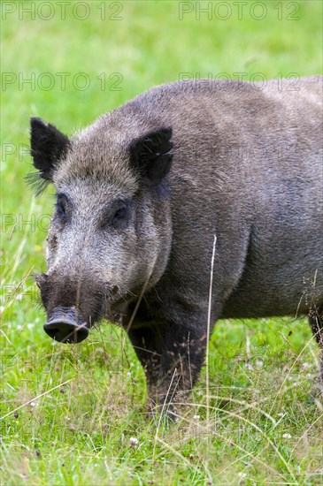 Wild boar