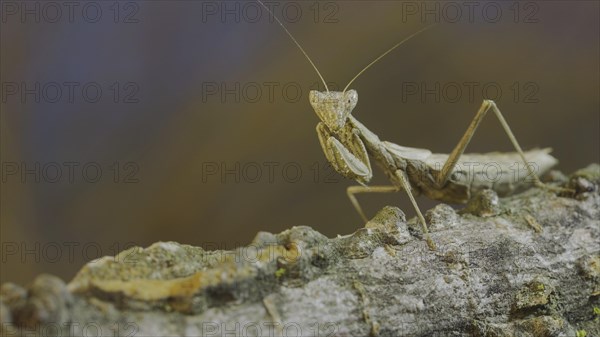 The female praying mantis sits on tree branch masquerading against its background and turns its head looking around. Crimean praying mantis