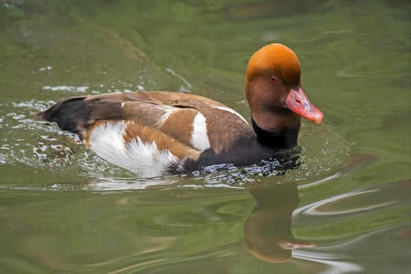 Red-crested pochard