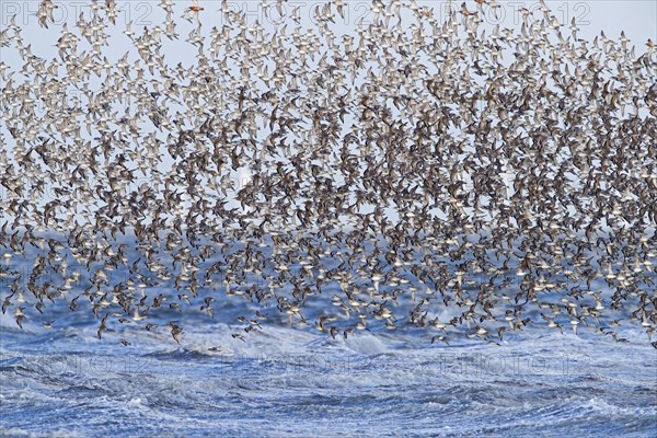 Red knot large flock of red knots