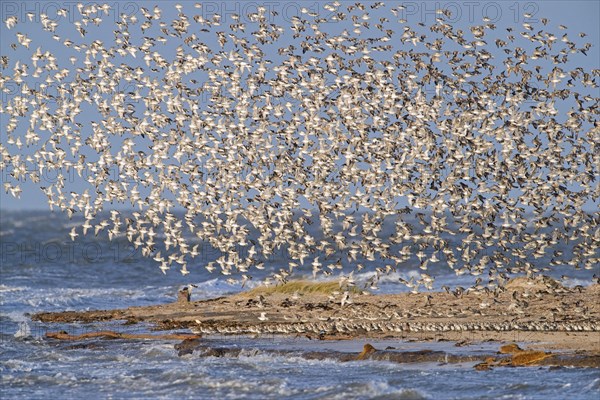 Red knot