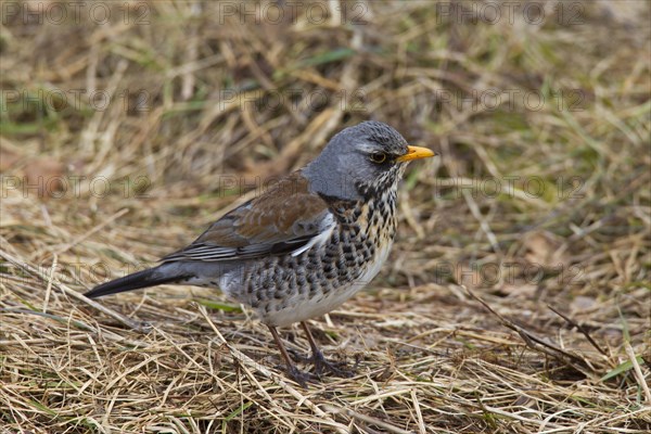 Fieldfare