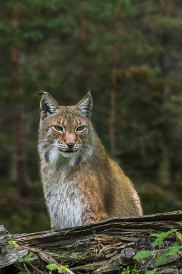 East Siberian lynx