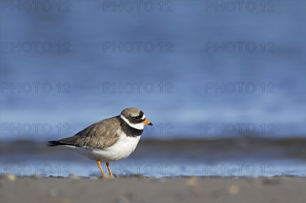 Common ringed plover