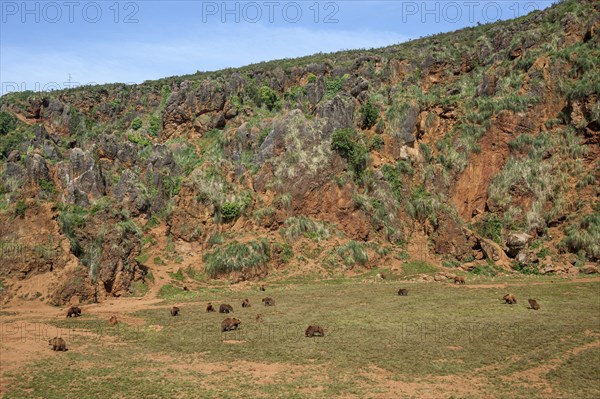 Large group of Eurasian brown bears in enclosure at the Cabarceno Natural Park