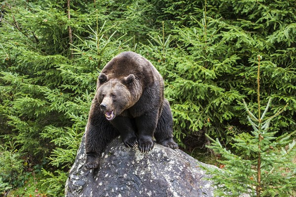 Growling European brown bear