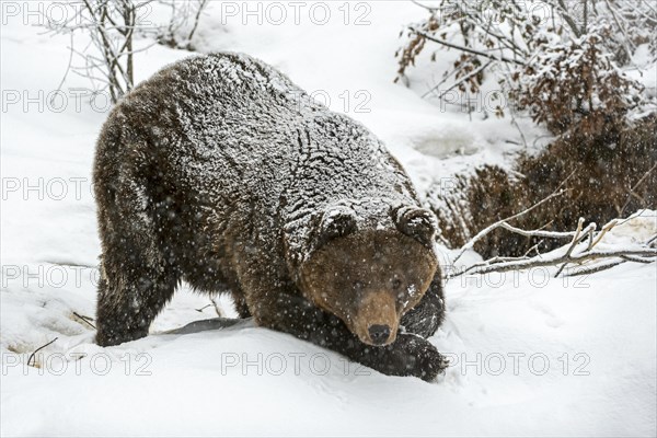 Brown bear