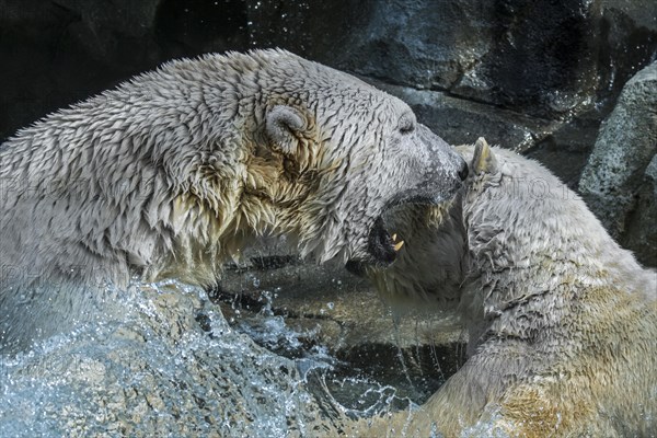 Two polar bears