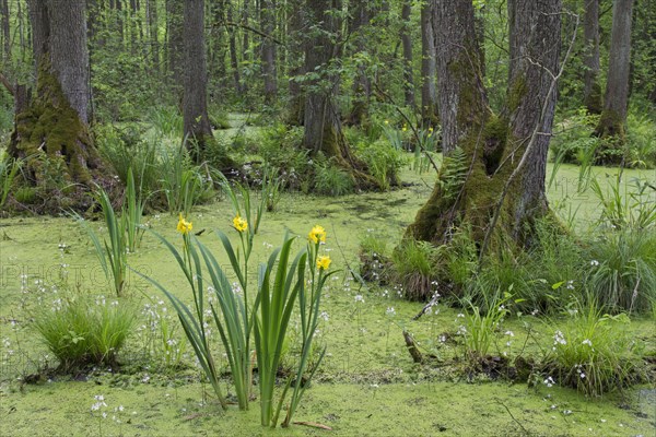 Alder carr showing black alder trees and aquatic plants like yellow flag