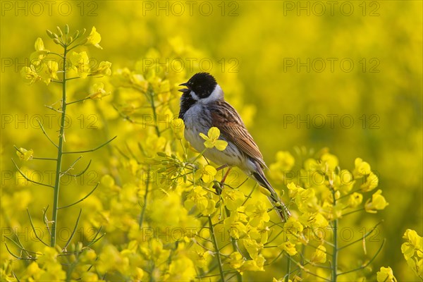 Common reed bunting