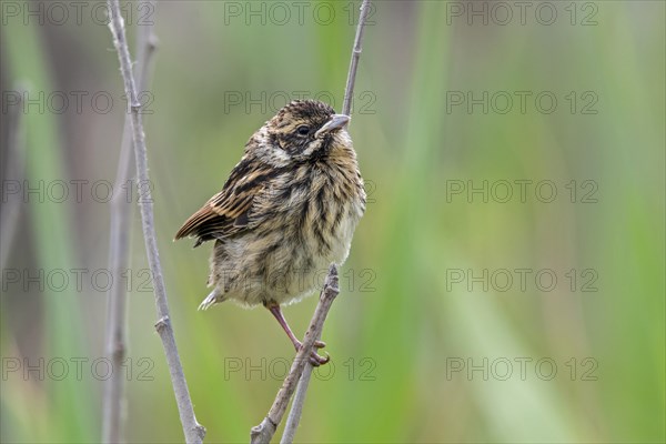 Common reed bunting