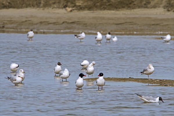 Two Mediterranean gulls