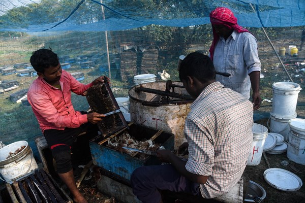 Bee keepers working in a bee farm near a mustards field in a village in Barpeta district of Assam in India on Wednesday 22 December 2021. The bee keeping business is one of the most profitable businesses in India. India has more than 3.5 million bee colonies. Indian apiculture market size is expected to reach a value of more than Rs. 30000 million by 2024