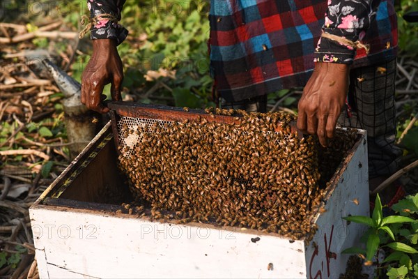 Bee keepers working in a bee farm near a mustards field in a village in Barpeta district of Assam in India on Wednesday 22 December 2021. The bee keeping business is one of the most profitable businesses in India. India has more than 3.5 million bee colonies. Indian apiculture market size is expected to reach a value of more than Rs. 30000 million by 2024