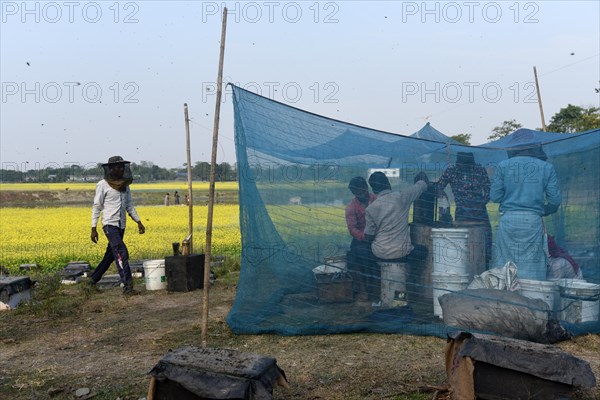 Bee keepers working in a bee farm near a mustards field in a village in Barpeta district of Assam in India on Wednesday 22 December 2021. The bee keeping business is one of the most profitable businesses in India. India has more than 3.5 million bee colonies. Indian apiculture market size is expected to reach a value of more than Rs. 30000 million by 2024