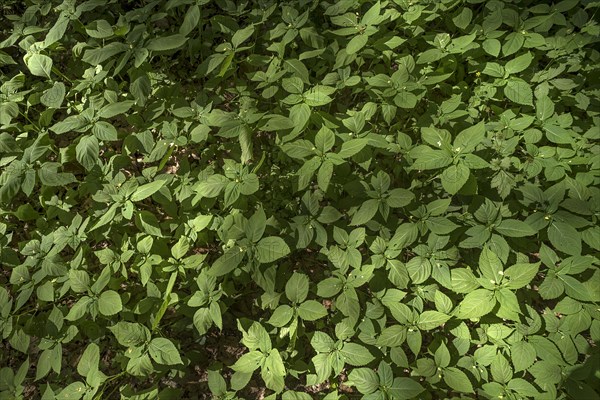 Flowering no-flowering balsam