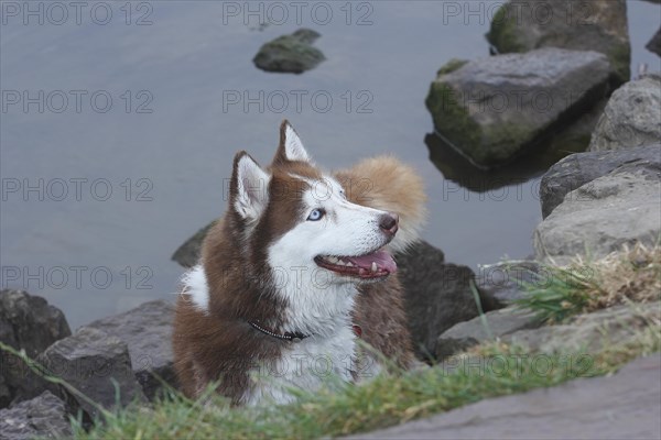 Siberian Husky