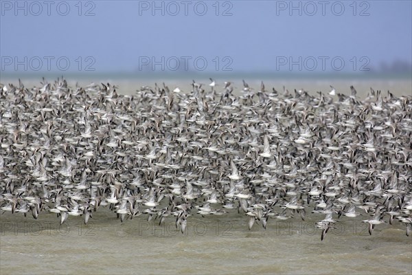 Red knots