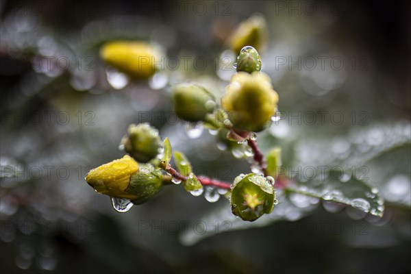 Water drops stand out on a large-flowered St. John's wort