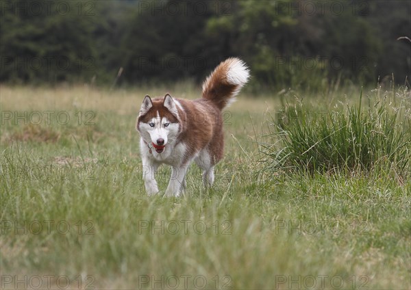 Siberian Husky