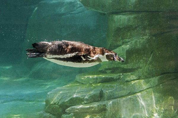 Captive Humboldt penguin