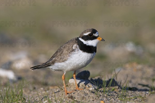 Common ringed plover