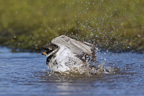 Common ringed plover