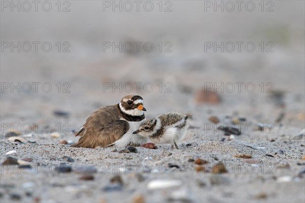 Common ringed plover